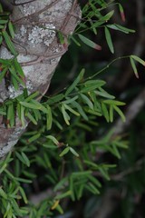 Secamone filiformis