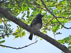 Albizia adianthifolia adianthifolia