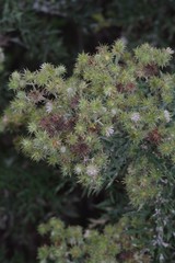 Berkheya bipinnatifida