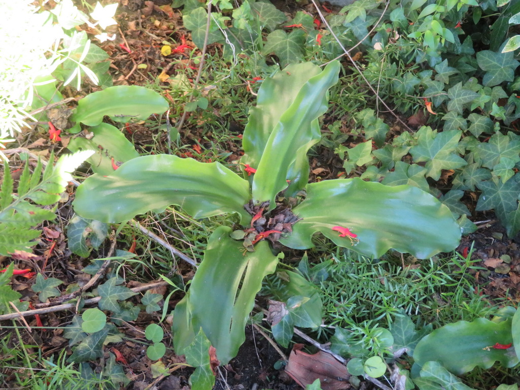 Veltheimia bracteata, Duinzicht, Brenton-on-Sea, 6570, South Africa