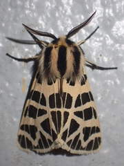 Apantesis ornata