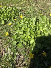 Ficaria verna