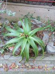 Bulbine latifolia latifolia
