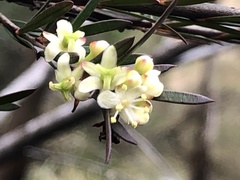 Micrantheum hexandrum