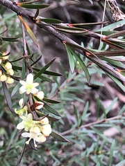 Micrantheum hexandrum