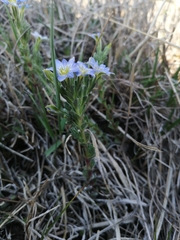 Gentiana riparia