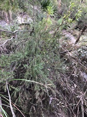 Micrantheum hexandrum