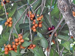 Ficus drupacea