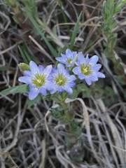 Gentiana riparia