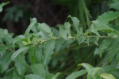 Cestrum laevigatum