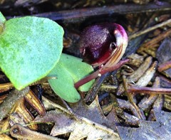 Corybas unguiculatus