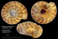 Image of Allodiscus basiliratus