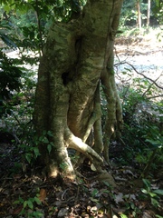 Bravaisia integerrima