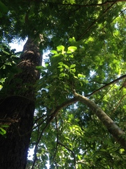 Bravaisia integerrima