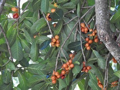 Ficus drupacea