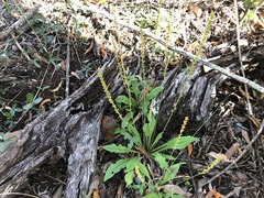 Plantago cunninghamii