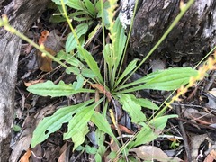 Plantago cunninghamii