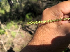 Plantago cunninghamii