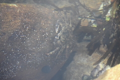 Leptograpsus variegatus