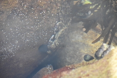 Leptograpsus variegatus