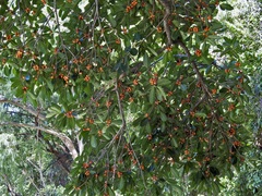 Ficus drupacea