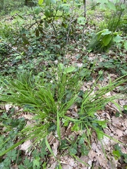 Melica uniflora