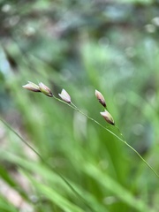 Melica uniflora