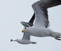 Larus dominicanus vetula