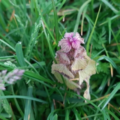 Lamium purpureum