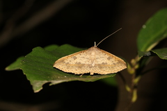 Hypospila bolinoides