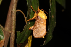 Narosoideus flavidorsalis
