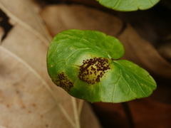 Uromyces ficariae