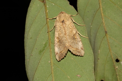 Tiracola aureata