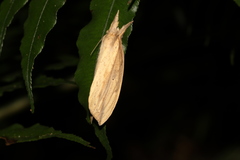 Periergos magna