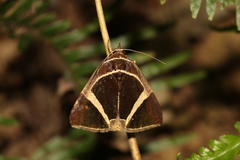 Fodina contigua