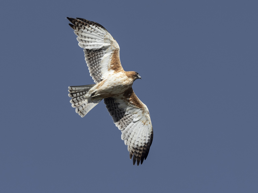 Little Eagle (Hieraaetus morphnoides) photo