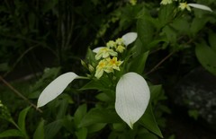 Mussaendeae