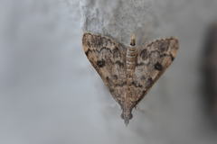 Dolicharthria bruguieralis