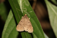 Hydrillodes nilgirialis