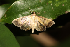 Ategumia adipalis