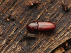 Cerylonidae