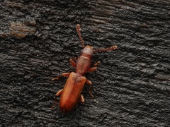 Silvanus unidentatus