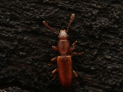 Silvanus unidentatus
