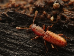 Silvanus unidentatus