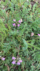 Erodium cicutarium