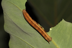 Theretra silhetensis