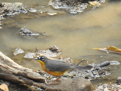 Basileuterus lachrymosus