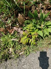 Ailanthus altissima
