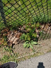 Ailanthus altissima