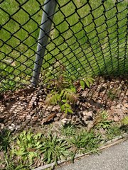 Ailanthus altissima